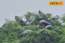ঘরের কাছেই সাইবেরিয়ার পাখি! বিদেশি 'অতিথি'দের দেখতে যাবেন নাকি? রইল ঠিকানা