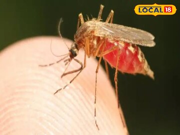 ডেঙ্গি মশা (প্রতীকী ছবি) 