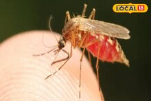 সাবধান! মশাবাহিত এই রোগ আজীবনের জন্যে আপনাকে পঙ্গু করে দিতে পারে
