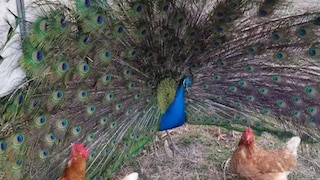 মুরগি আর ময়ূরের মিলনে জন্ম নিল অদ্ভুত-দর্শন শাবক ! 
