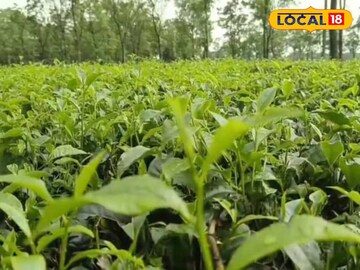 চা বাগান। ফাইল ছবি 