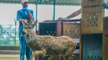 এই হরিণগুলিকে বনতারার এক্স-সিটু সংরক্ষণ থেকে জামনগরে আনা হয়েছিল এই হরিণগুলিকে বনতারার এক্স-সিটু সংরক্ষণ থেকে জামনগরে আনা হয়েছিল