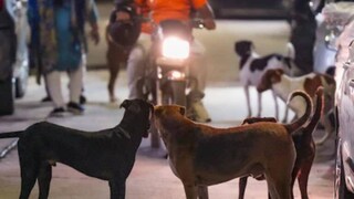 দিল্লি এবং অন্যান্য ভারতীয় শহরগুলিতে পথকুকুর নিয়ন্ত্রণ একটি নাগরিক সমস্যা হয়ে দাঁড়িয়েছে