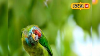 টিয়া পাখি