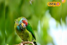 সড়কপথে পাচারের আগেই উদ্ধার ১৫০টি রোজ রিংড প্যারাকিট