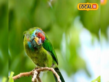 টিয়া পাখি