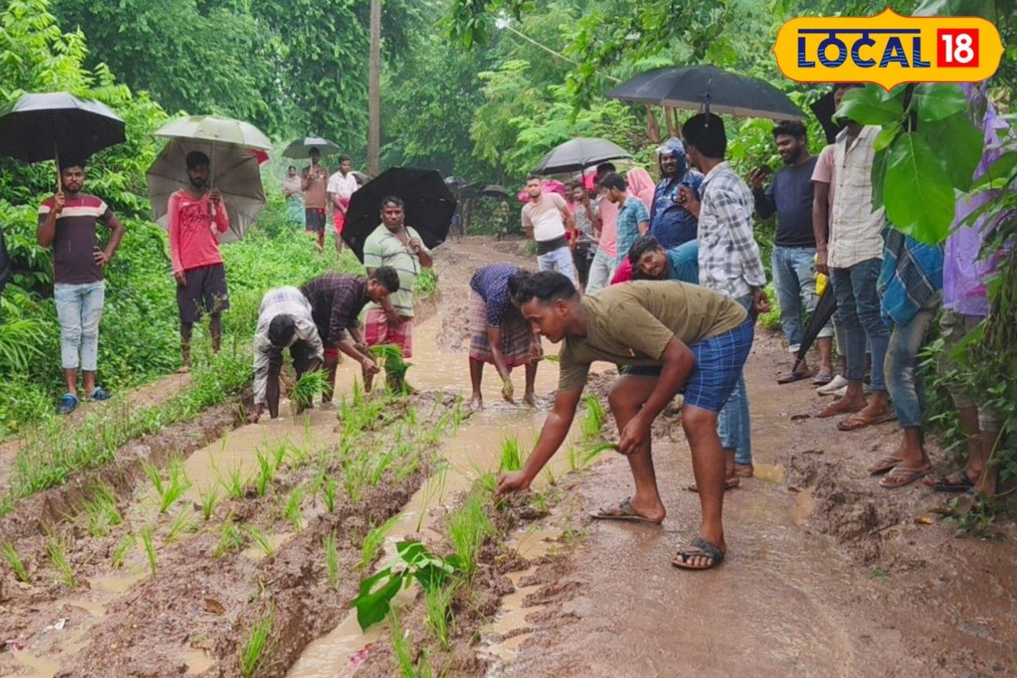 রাস্তা জুড়ে গর্ত, তাতেই ধানের চারা লাগিয়ে...