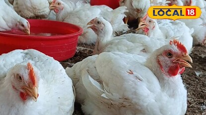 পোল্ট্রি ফার্ম পোল্ট্রি ফার্ম