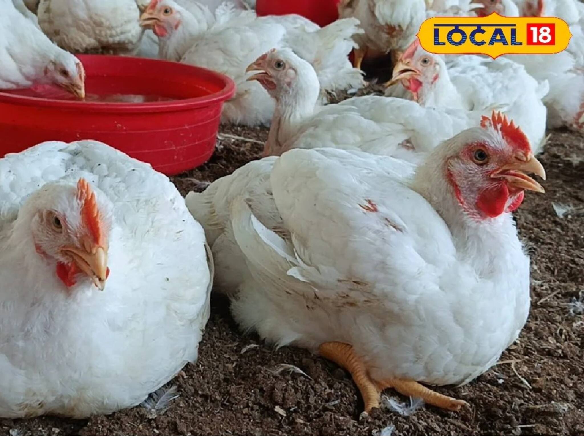 পোল্ট্রি ফার্ম থেকে ছড়াচ্ছে তীব্র দুর্গন্ধ, রোগভোগ! সমাধানের দাবিতে যা করলেন...