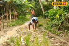 জমিতে নয়, এবার রাস্তাতেই হবে ধান চাষ!