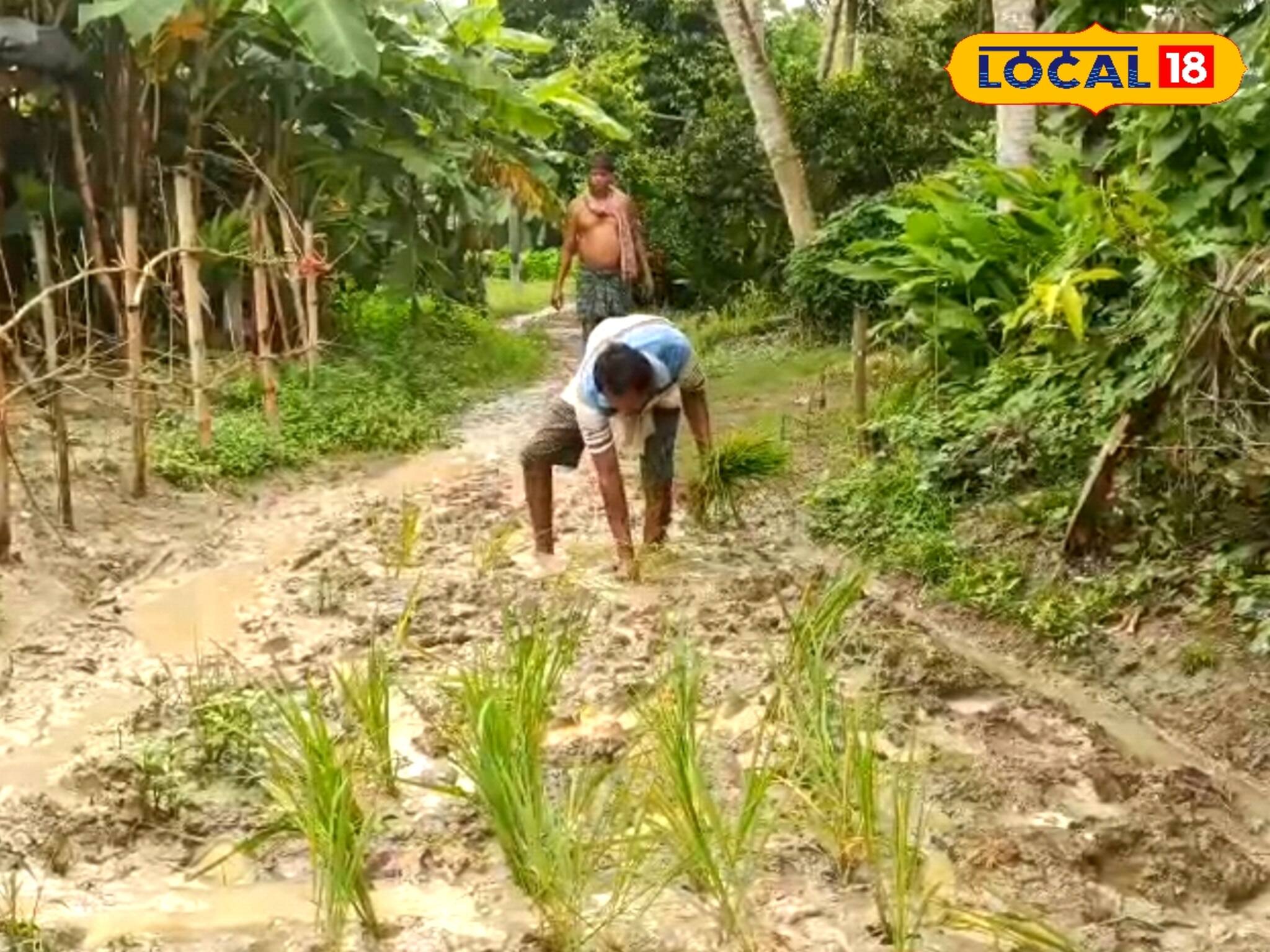 জমিতে নয়, এবার রাস্তাতেই হবে ধান চাষ!