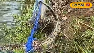 উদ্ধার ১০ ফুটের বার্মিজ পাইথন