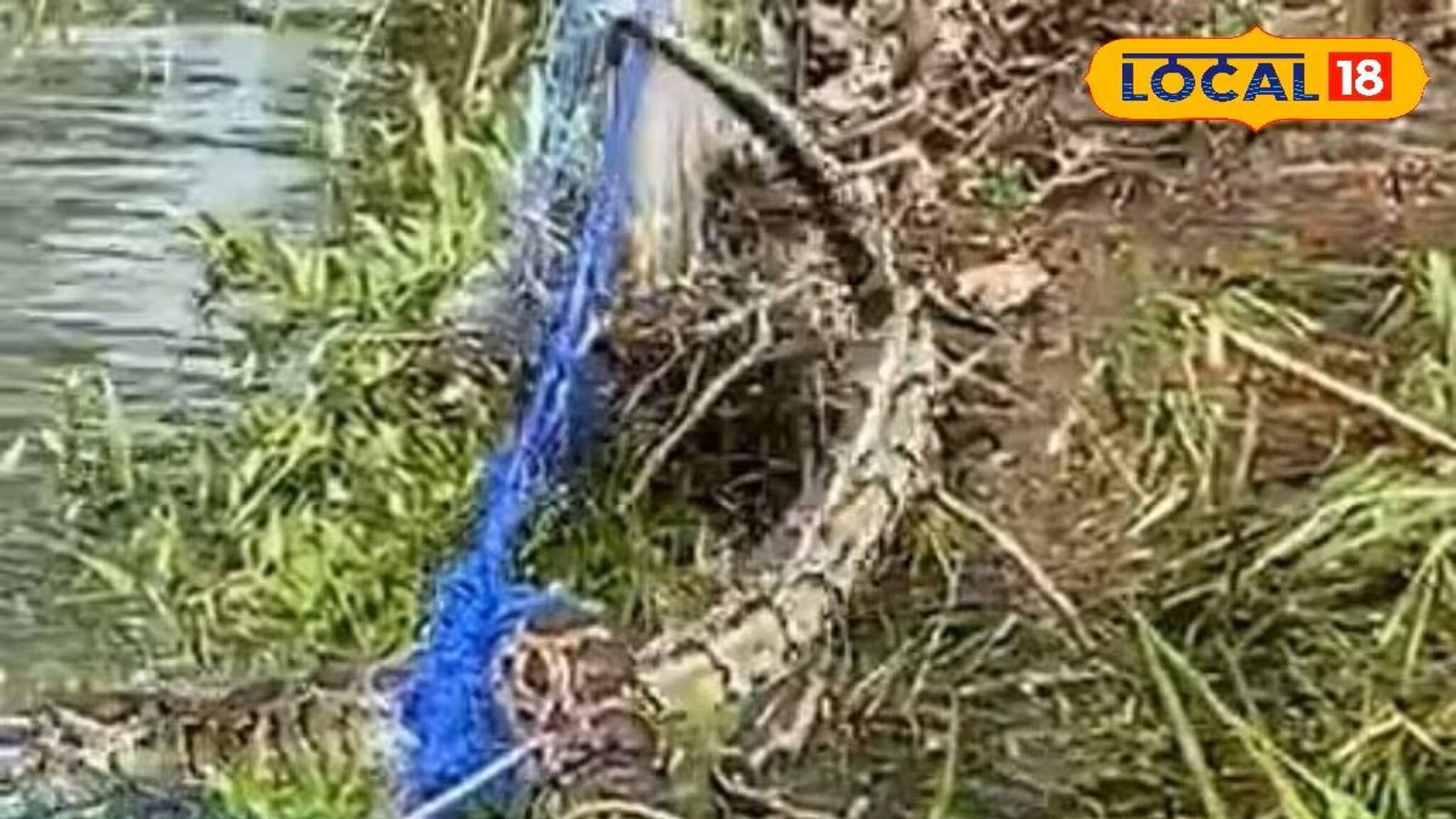 জাল টানতেই ১০ ফুটের বিশাল সাপ বেরিয়ে এল!