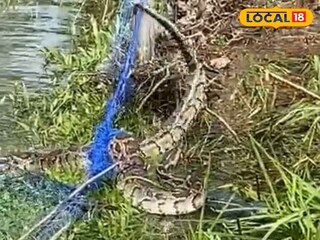 উদ্ধার ১০ ফুটের বার্মিজ পাইথন