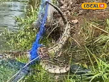 উদ্ধার ১০ ফুটের বার্মিজ পাইথন