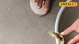 বিরল প্রজাতির কচ্ছপ বিরল প্রজাতির কচ্ছপ