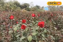 জেলায় গোলাপ চাষে বিপ্লব, হতে চলেছে এই কাজ