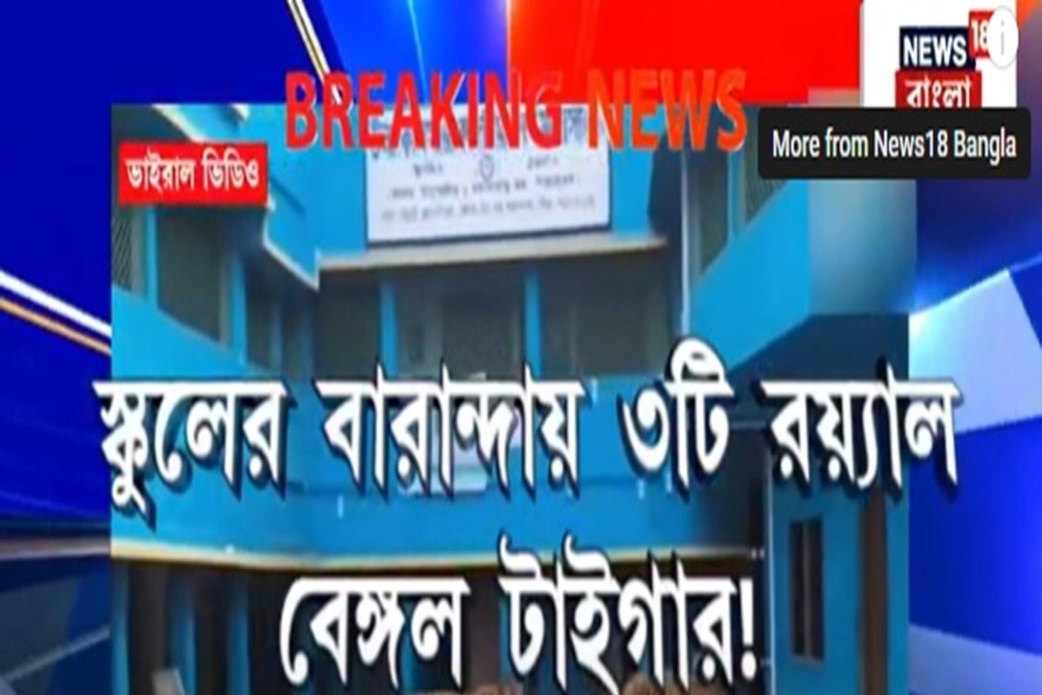 স্কুলের বারান্দায় ঘুরে বেড়াচ্ছে ৩টি রয়্যাল বেঙ্গল টাইগার! জানুন ভাইরাল ভিডিও-র আসল সত্য