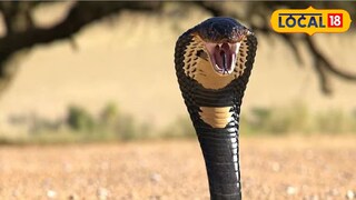 সাপের ছোবল 