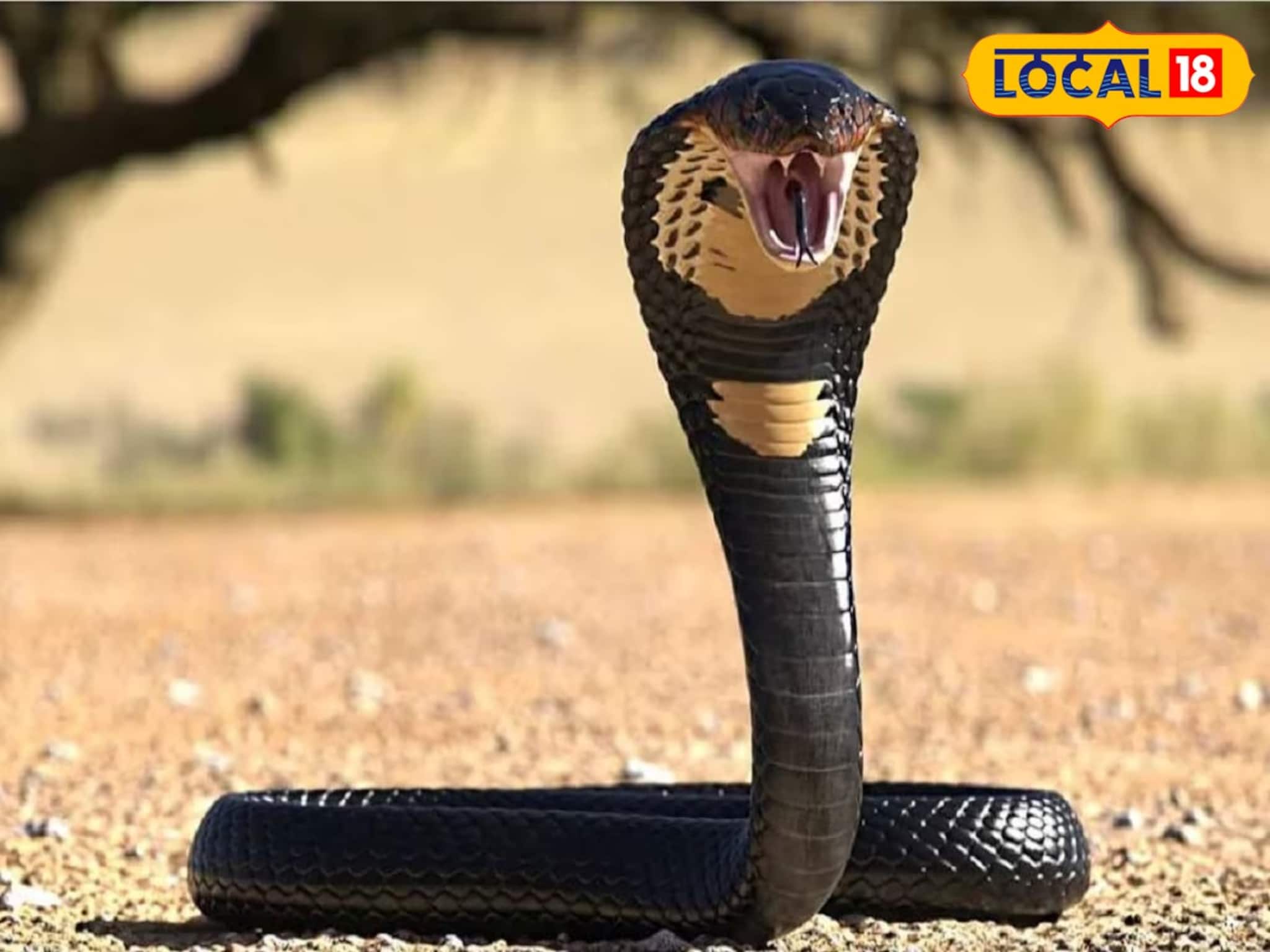 চন্দ্রকোনায় সাপুড়েদের কেরামতি! খেলা দেখাতে গিয়ে ঘটল সাংঘাতিক কাণ্ড