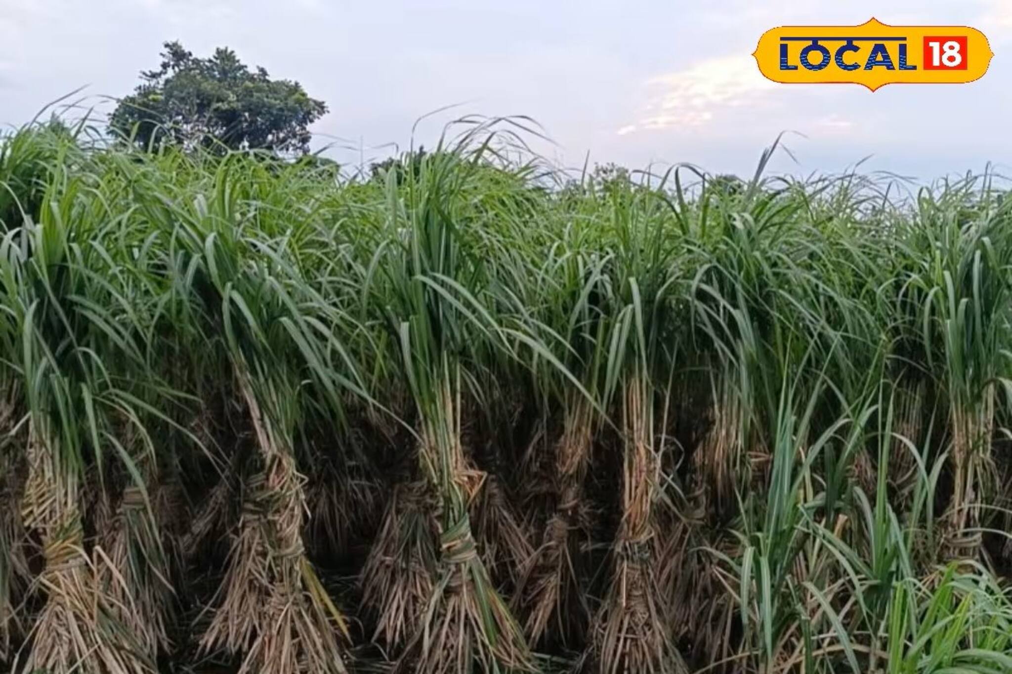 চাষ করে বড়লোক হতে চান? এই ফসলটি বেছে নিন