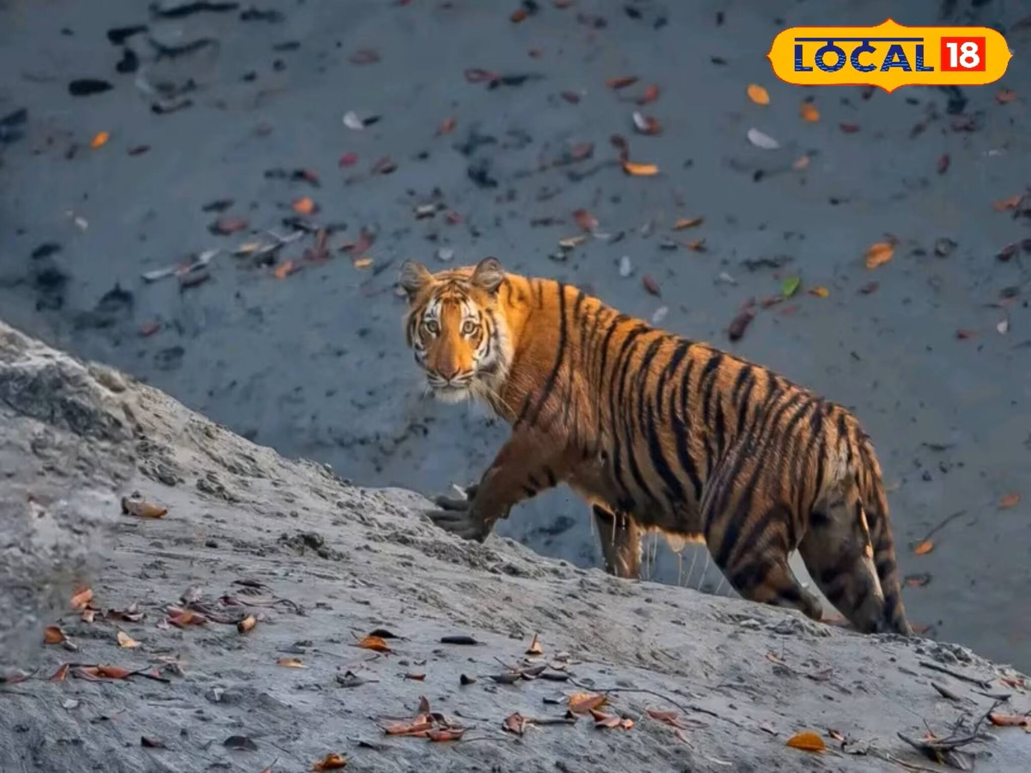 সুন্দরবনকে ভালবাসেন? এই সুযোগ আপনার জন্য‌ই, রয়্যাল বেঙ্গল দেখতে দেখতে পকেট ভরুন