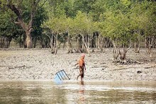 সুন্দরবনে মাছ ধরা যাচ্ছে না! এমনটাও হয়? সময় থাকতে জেনে নিন