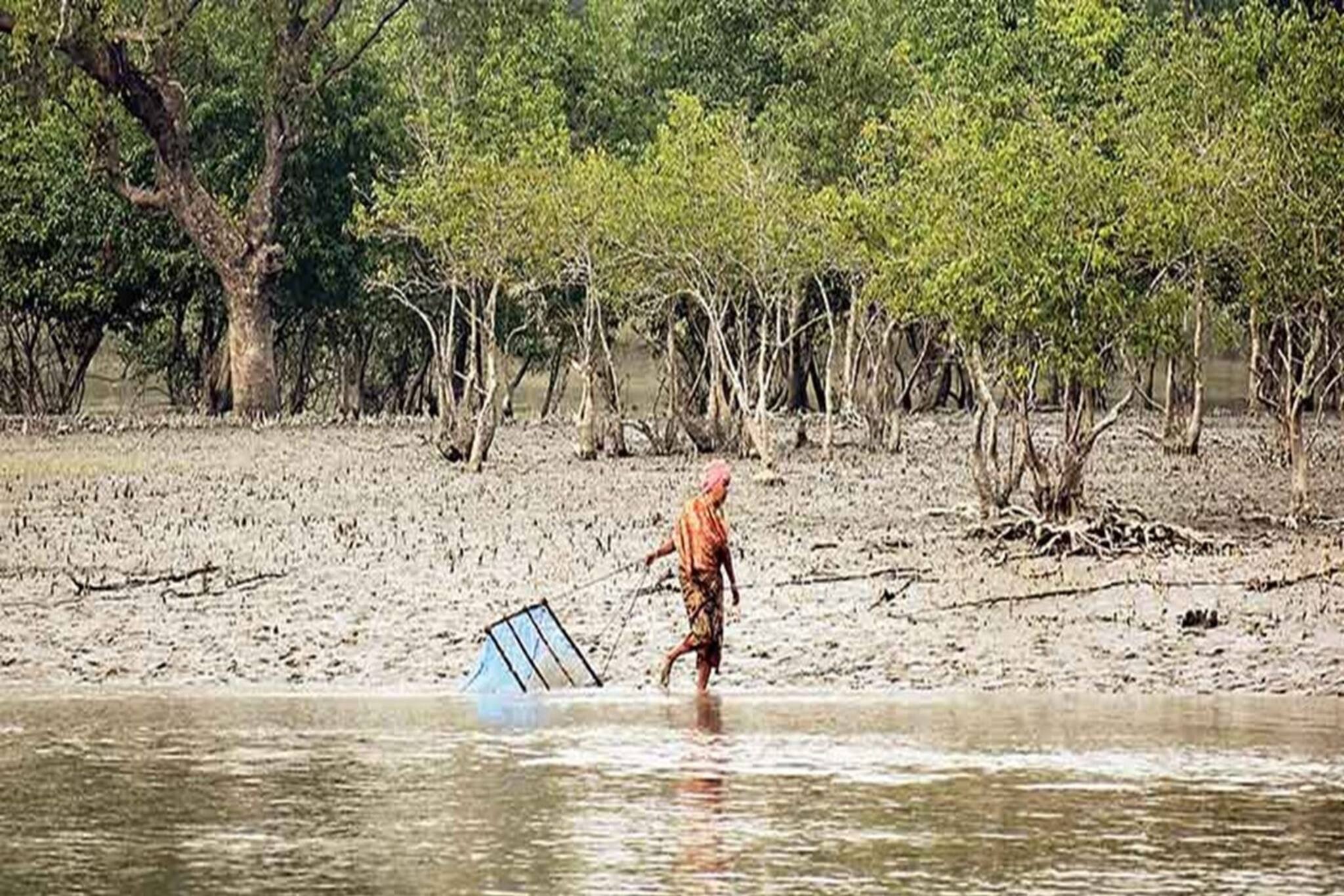 সুন্দরবনে মাছ ধরা যাচ্ছে না! এমনটাও হয়? সময় থাকতে জেনে নিন