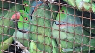 বাসের ভেতর গোপনে চলছিল পাচার! ডিকি খুলতেই অবাক আধিকারিকরা