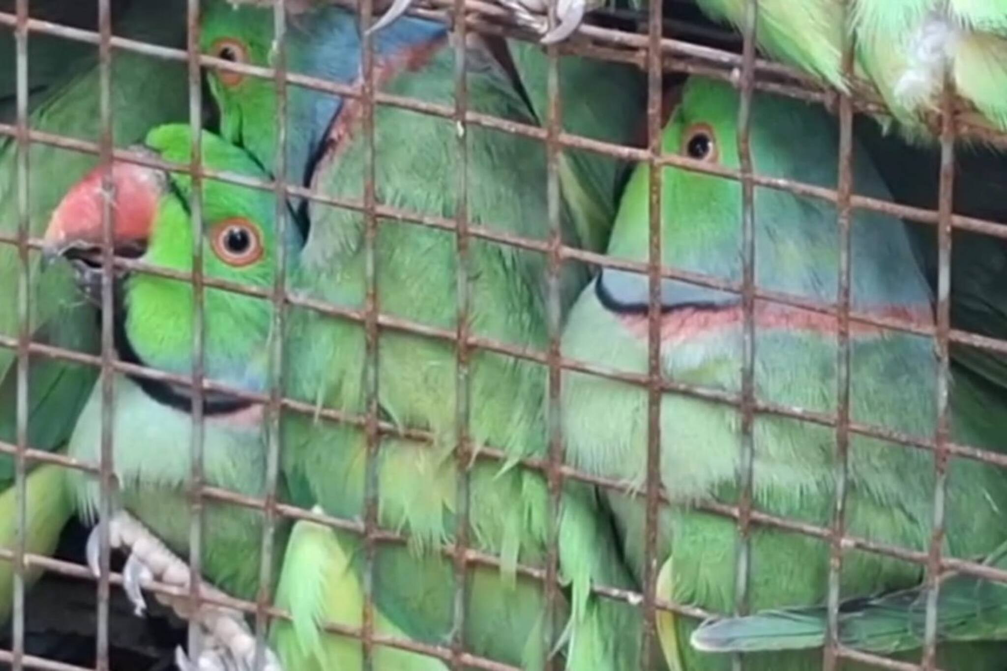 বাসের ভেতর গোপনে চলছিল পাচার! ডিকি খুলতেই সেই সব প্রাণী, হতবাক আধিকারিকরা