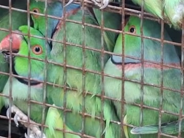 Animal: বাসের ভেতর গোপনে চলছিল পাচার! ডিকি খুলতেই সেই সব প্রাণী, হতবাক আধিকারিকরা Animal: বাসের ভেতর গোপনে চলছিল পাচার! ডিকি খুলতেই সেই সব প্রাণী, হতবাক আধিকারিকরা