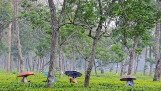 কেন্দ্রের অধিগৃহীত চা বাগানে বকেয়া প্রভিডেন্ট ফান্ডের পরিমাণ কত? (Representative File Image)