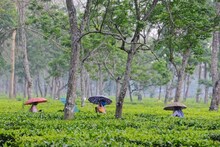 Body rescued at Tea Estate: বাগডোগরা থেকে এখন কলকাতায় ফেরার ভিড়, এরই মধ্যে চা বাগানে ভয়ঙ্কর এক দেহ উদ্ধার! কার সেই দেহ? শিউরে উঠছে এলাকাবাসী