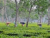 বাগডোগরা থেকে এখন কলকাতায় ফেরার ভিড়,এরই মধ্যে চা বাগানে ভয়ঙ্কর এক দেহ উদ্ধার! কার সেই দেহ