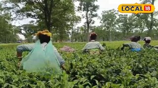 চা বাগান