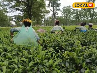 চা বাগান