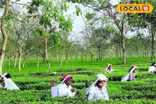 দার্জিলিংয়ে ঘুরতে গিয়ে এবার জানুন চায়ের 'ইতিকথা'!