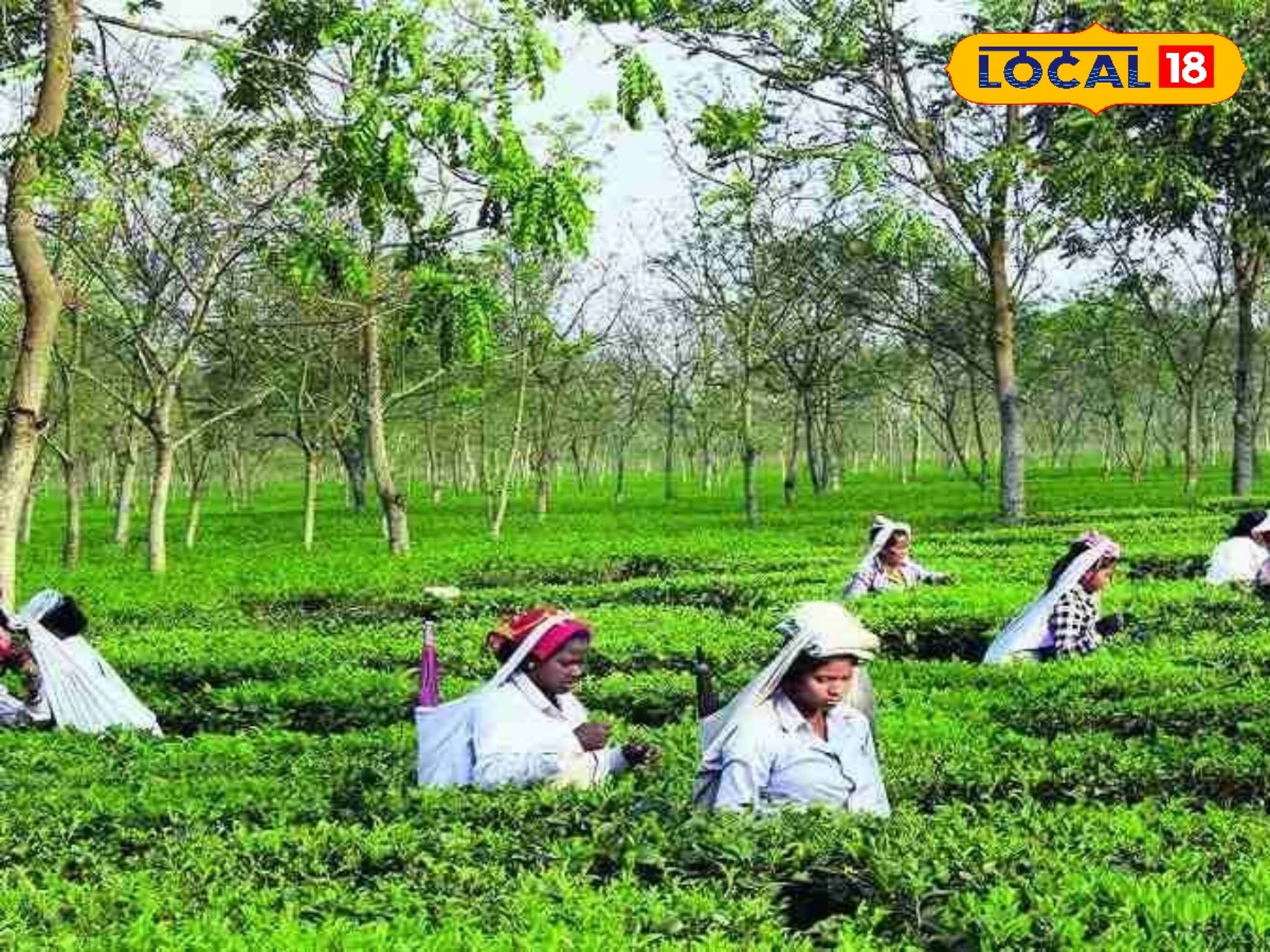 দার্জিলিংয়ে ঘুরতে গিয়ে এবার জানুন চায়ের 'ইতিকথা'!