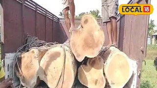 সেগুন কাঠ পাচারের চেষ্টা  