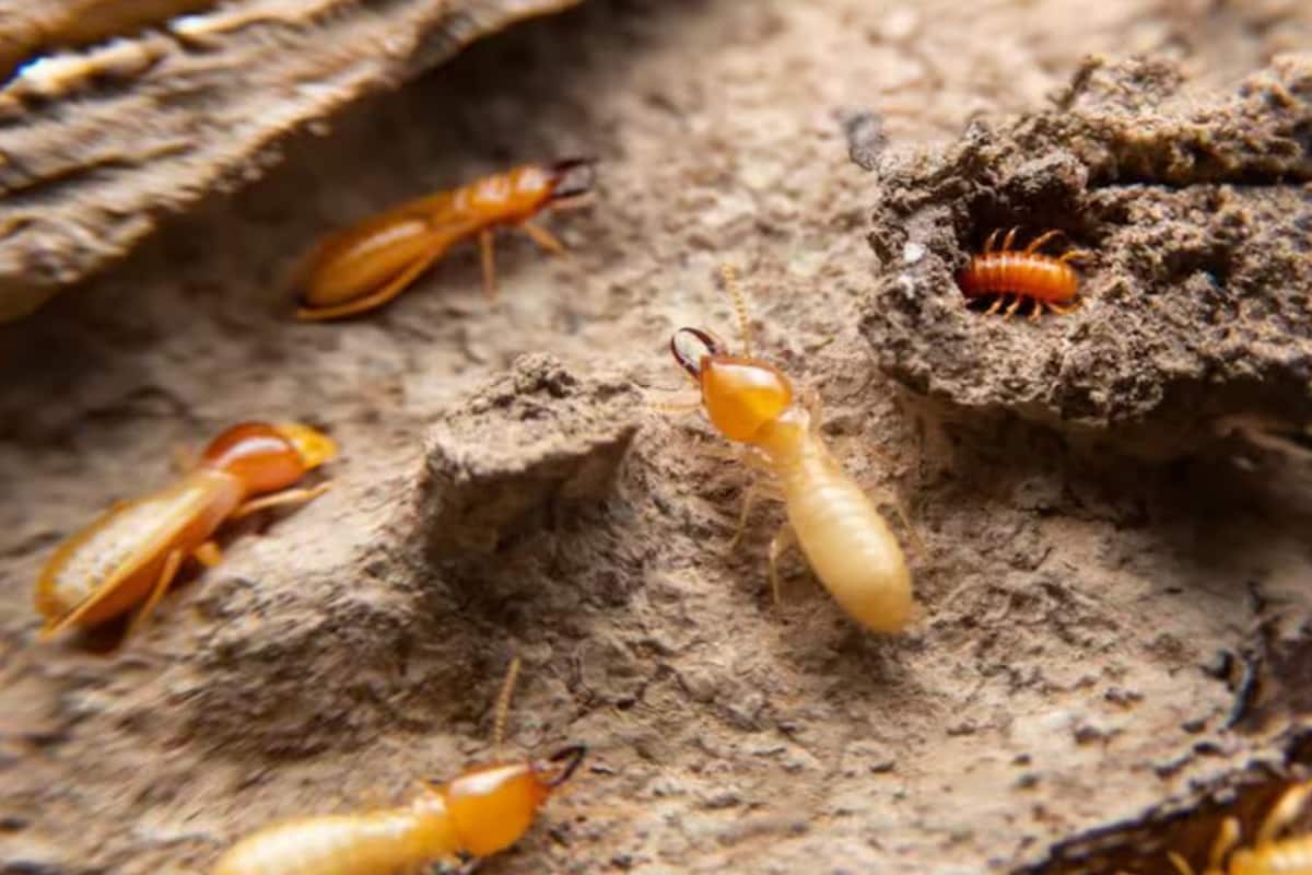 How to get rid of Termite from wall: ঘরের দেওয়াল কিংবা আসবাবপত্রে উইপোকা  বাসা বেঁধেছে? টেনশন করার দরকার নেই, এই ৫ সহজ উপায়ে করুন মুশকিল আসান |  লেটেস্ট ...