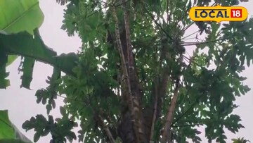 ক্যানিংয়ে