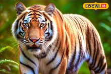 সাবধান! রাজ্যের এই জঙ্গলে বাড়ছে বাঘ, চিতা, নেকড়ে!