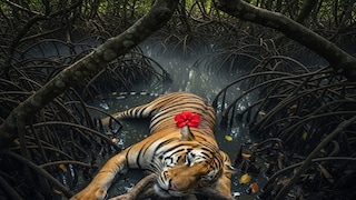 প্রতীকী ছবি