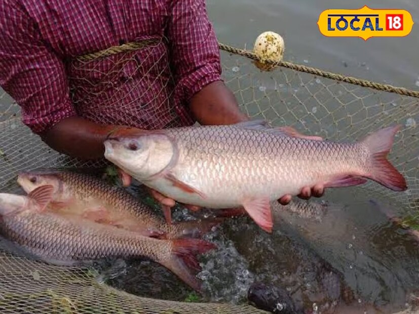 মাছপ্রেমীদের মধ্যে অত্যন্ত জনপ্রিয় হল রুই মাছ। এমনিতে কথায় বলে, মাছে-ভাতে বাঙালি। আর রুই মাছ ভালবাসেন না, এমন বাঙালি খুঁজে পাওয়া মুশকিল! আসলে বাঙালিদের প্রিয় মাছের ঝোলের অন্যতম প্রধান উপকরণই হল রুই মাছ। জ্বর হোক কিংবা পেট খারাপ হোক, অথবা যে কোনও শরীর খারাপে কালোজিরে, কাঁচালঙ্কা দিয়ে রুই মাছের পাতলা ঝোল অত্যন্ত উপাদেয়। এর পাশাপাশি আদা আর জিরে বাটা সহযোগে রুই মাছের ঝোলও বাঙালিদের অত্যন্ত পছন্দের। 