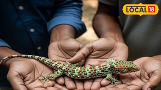 আলিপুরদুয়ার শহর লাগোয়া গ্রাম থেকে উদ্ধার তক্ষক