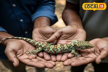 যৌবন বাড়ানোর ওষুধ তৈরিতে ব্যবহার হয় 'এই' সরীসৃপ!