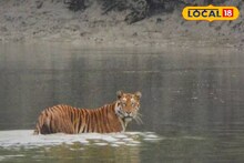Sundarbans: সুন্দরবনে ক্যামেরাবন্দি রয়্যাল বেঙ্গল টাইগার-ডলফিন, খুশিতে আপ্লুত পর্যটকেরা