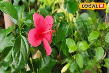 বর্ষার বৃষ্টিতে এই ফুলের ডাল লাগান, ২ দিনেই ধরবে শিকড়! সারা বছর রঙিন ফুলে ভরবে বাগান...