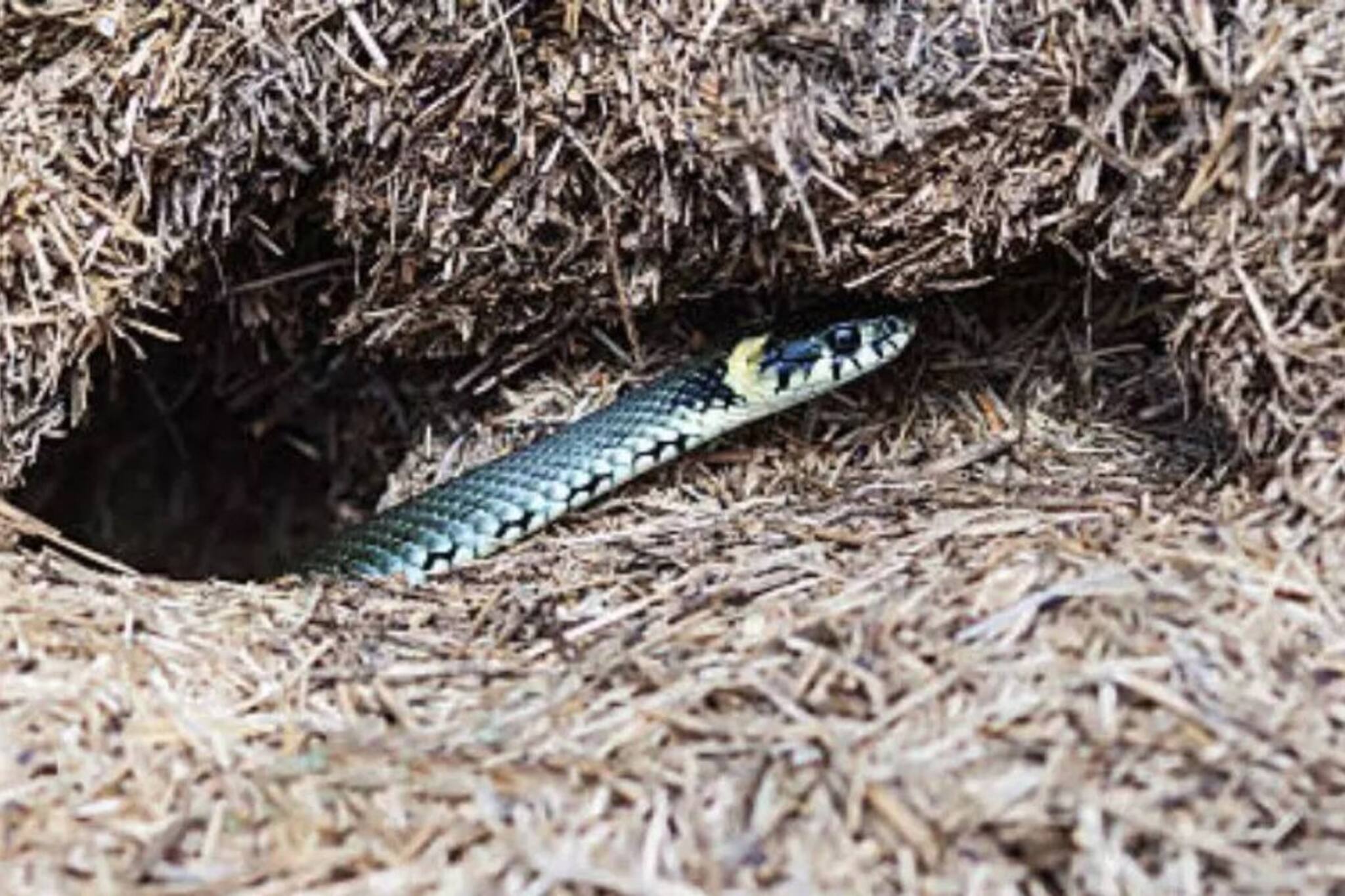 সাপের গর্ত কী করে বুঝবেন! বাড়ির আঙিনায় সাপের গর্ত থেকে সাবধান, মাথায় রাখুন 'এই' টিপসগুলি