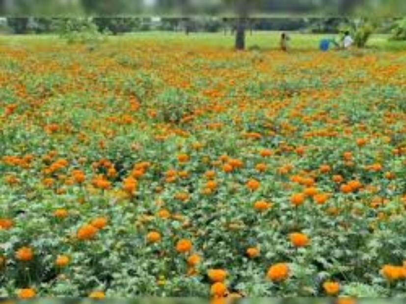 গাঁদা গাছ: গাঁদা ফুল পূজায় বিশেষ স্থান পায় এবং সৌভাগ্য ও উদ্যমের প্রতীক। বাস্তুশাস্ত্র অনুযায়ী, গাঁদা বাড়ির প্রধান দরজা বা বাগানে লাগানো শুভ। এর উজ্জ্বল হলুদ ও কমলা রঙের ফুল ঘরে পজিটিভ এনার্জি ছড়ায় এবং পরিবেশকে প্রাণবন্ত করে তোলে।